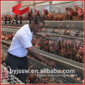 Cheap Price Battery Cages ,Commercial Egg chicken house design for layers